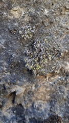 Grimmia crinita