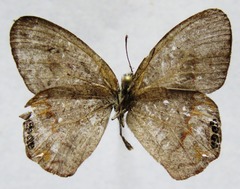 Cyllopsis pephredo