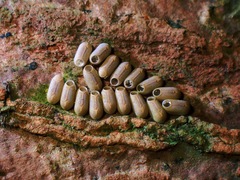 Marmessoidea rosea