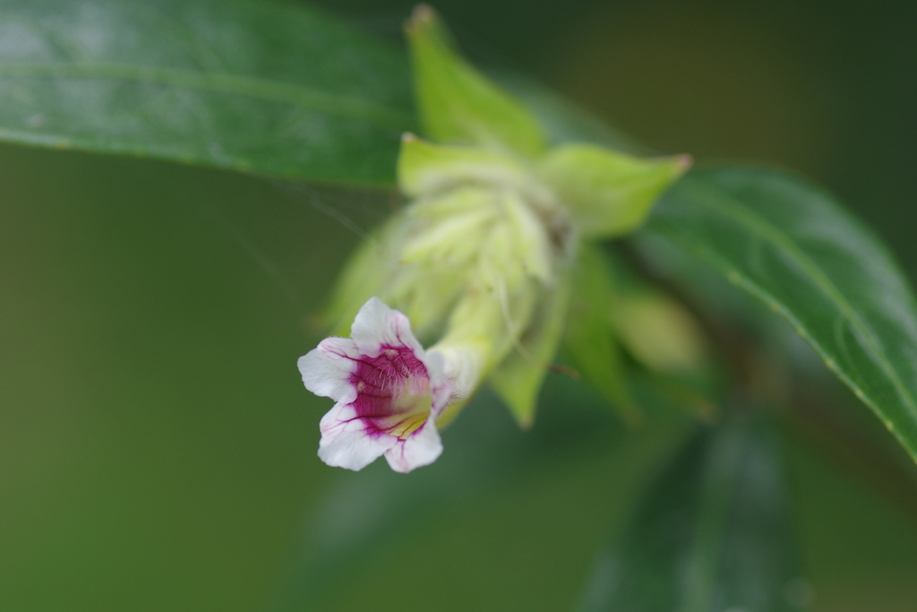 Strobilanthes schomburgkii (Strobilanthes schomburgkii)