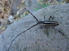 Sphaenothecus trilineatus