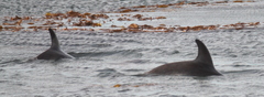 Sagmatias australis