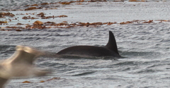 Sagmatias australis