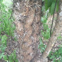 Leuenbergeria guamacho