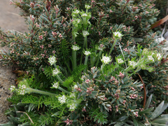 Chaerophyllum sessiliflorum