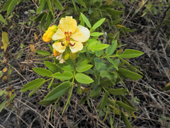 Senna chapmanii