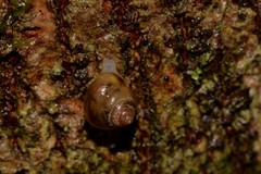 Coneuplecta calculosa