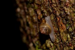 Coneuplecta calculosa