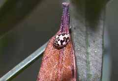 Psyllobora parvinotata