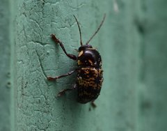 Cryptocephalus irroratus