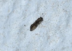 Myopsocidae
