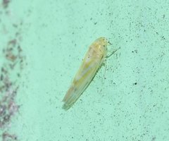 Zyginama tripunctata