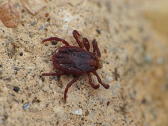 Rhipicephalus sanguineus