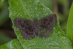 Staphylus ascalon