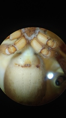 Carrhotus coronatus