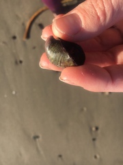 Crepidula onyx