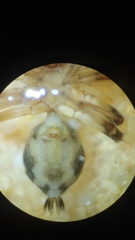 Thorelliola javaensis