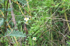 Anemopaegma flavum