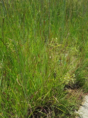 Habenaria schimperiana