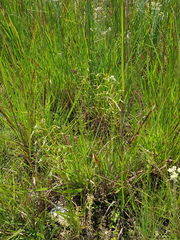 Habenaria schimperiana