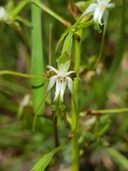 Habenaria schimperiana