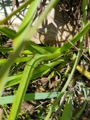 Habenaria schimperiana