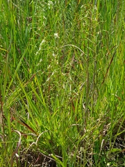 Habenaria schimperiana
