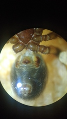 Steatoda cingulata