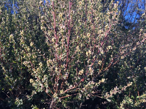 iNaturalist observation photo of coyote brush