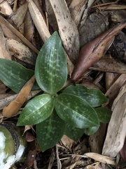 Goodyera daibuzanensis