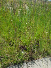 Habenaria schimperiana