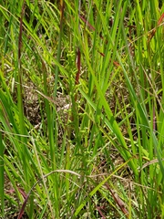 Habenaria filicornis