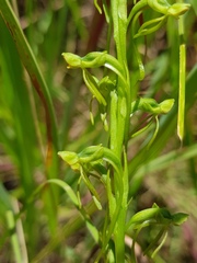 Habenaria filicornis
