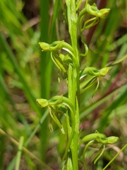 Habenaria filicornis
