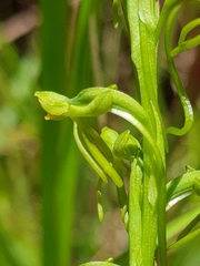 Habenaria filicornis