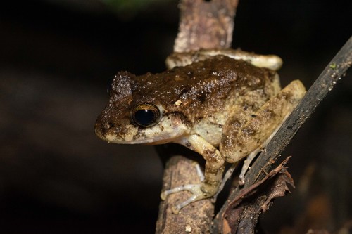 Robber frog, Craugastor charadra