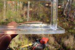 Fallfish photo 5
