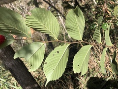 Ulmus uyematsui