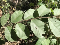 Ulmus uyematsui