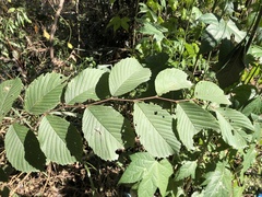 Ulmus uyematsui