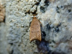 Lecitholaxa thiodora