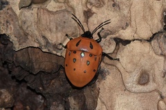 Poecilocoris druraei