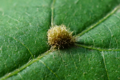 Eriophyes exilis
