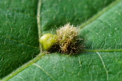 Eriophyes exilis