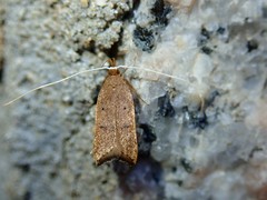 Lecitholaxa thiodora