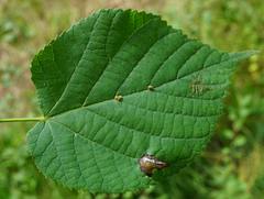 Eriophyes exilis