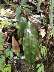 Cremastra appendiculata