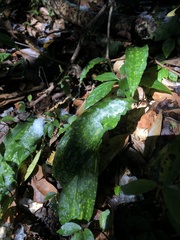 Cremastra appendiculata