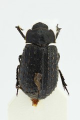 Trox scaber