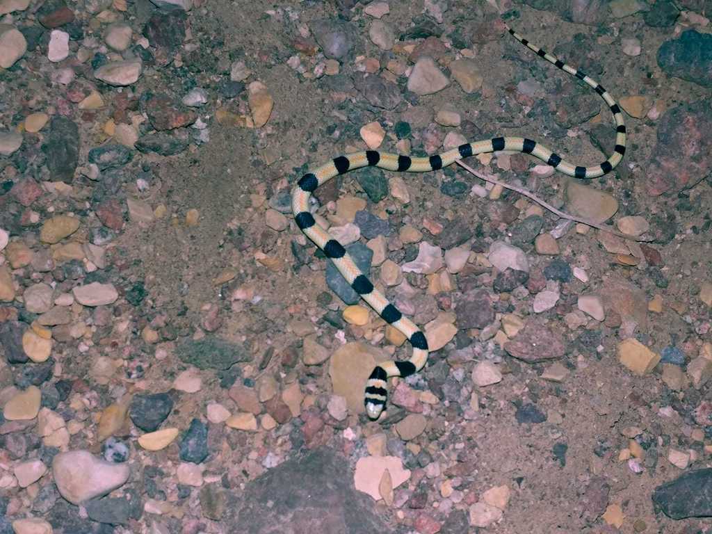 Elegant Racer (Herpetofauna of Saudi Arabia) · iNaturalist